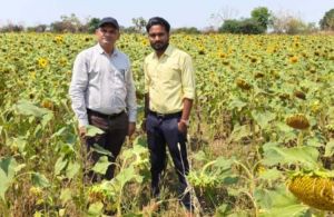 किसान ग्रीष्मकालीन धान के बदले सूरजमुखी की खेती की ओर अग्रसर किसान ग्रीष्मकालीन धान के बदले सूरजमुखी की खेती की ओर अग्रसर