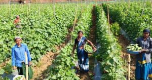    खीरा की खेती ने बदली सुभद्रा की जिंदगी-बिहान योजना से बनी लखपति दीदी