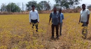 कुसुम की खेती बनी लाभ का सौदा कुसुम की खेती बनी लाभ का सौदा