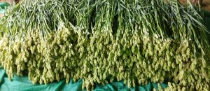 साकरा के किसान की रजनीगंधा पहुंची नागपुर