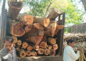  महासमुंद वनमंडल में अवैध लकड़ी परिवहन पर प्रभावी कार्रवाई 