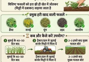 हरी खाद का उपयोग मिट्टी के लिए जीवनदायिनी संजीवनी से कम नहीं