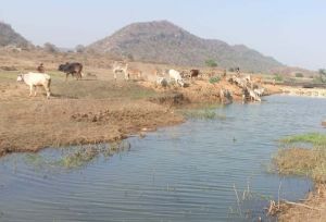  मनरेगा से पनारी नाले का जीर्णोद्धार: 1200 ग्रामीणों को पेयजल व सिंचाई का लाभ