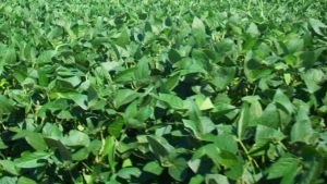  यूरिया का प्रभावी विकल्प बन रही हरी खाद, जशपुर में 600 हेक्टेयर में प्रदर्शन