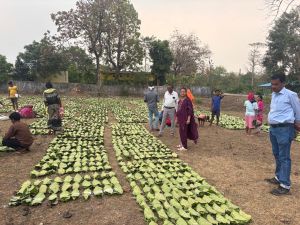  हरा सोना संग्राहकों की आय बढ़ाने की दिशा में बड़ा कदम