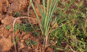  लेमनग्रास -किसानों के लिए कम पानी में ज्यादा कमाई का साधन