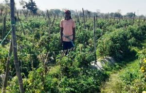 ग्राफ्टेड टमाटर की खेती से दुबेलाल का बढ़ा मुनाफा