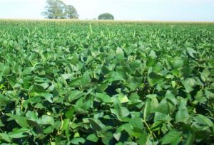  यूरिया का प्रभावी विकल्प बन रही हरी खाद, छत्तीसगढ़ में 600 हेक्टेयर में प्रदर्शन