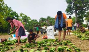   सुकमा में तेंदूपत्ता संग्रहण तेज़ी से जारी, 35 हजार से अधिक बोरे का हुआ संग्रहण