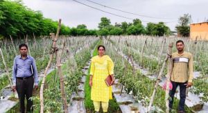   राष्ट्रीय कृषि विकास योजना: ईश्वरी प्रसाद ने टमाटर उत्पादन से कमाए 02 लाख 90 हजार रूपए