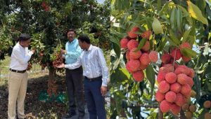  लीची से बदलेगी बस्तर की तस्वीर