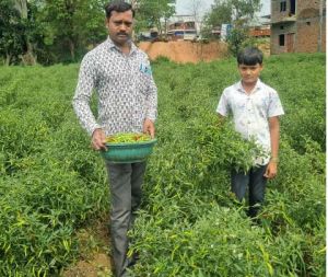 बिना केमिकल, बंपर मुनाफाः डोलनारायण की जैविक मिर्च ने बाजार में मचाई धूम