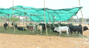  गौठान में पशुओ को गर्मी से राहत दिलाने ग्रीन नेट की व्यवस्था
