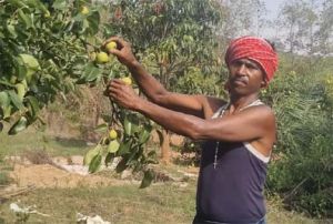   &rsquo;नाशपाती की खेती से बदल रही किसानों की तस्वीर&rsquo;