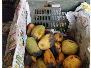  खाद्य एवं औषधि प्रशासन की कार्रवाई,280 किलोग्राम खराब आम किया गया नष्ट