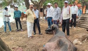  गार्डन परिसर में संचालित अवैध भैंस खटाल पर निगम की कार्रवाई, 2 हजार रुपये का जुर्माना