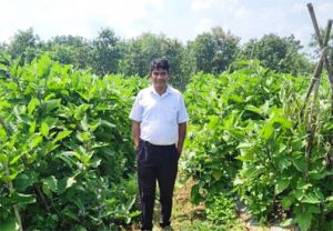   ग्राफ्टेड बैंगन की खेती से बदली किसान की तकदीर