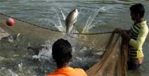  मस्तूरी जनपद पंचायत में 7 जलाशयों के मत्स्य पालन पट्टों के लिए आमंत्रित किए गए आवेदन