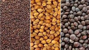  किसानों को बड़ी राहत : एमएसपी पर चना, मसूर और सरसों खरीदी की समय-सीमा 15 दिन बढ़ी
