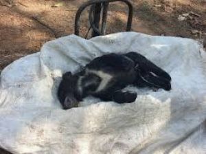 टूटे बिजली तार की चपेट में आने से मादा भालू और दो शावकों की मौत