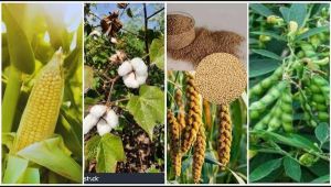 फसल विविधीकरण को मिलेगा बढ़ावा फसल विविधीकरण को मिलेगा बढ़ावा