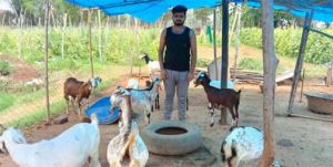  बकरी पालन बना समृद्धि का सहारा, निखिल की मेहनत और शासन की योजना लाई रंग