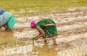  झमाझम बारिश से दूर हुई किसानों की चिंता