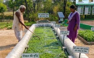  हरी खाद से कम होगी लागत और बढ़ेगी पैदावार