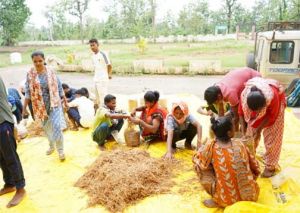  सुकमा में मशरूम उत्पादन का प्रशिक्षण बना आत्मनिर्भरता की नई राह