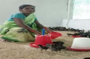   ​संघर्ष से सम्मान तक: बिहान और उन्नत मुर्गीपालन से बदली नारायणपुर की सुनीता की तकदीर