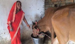  डेयरी व्यवसाय से आत्मनिर्भर बन रहे जिले के 15 हजार से अधिक किसान और महिलाएं