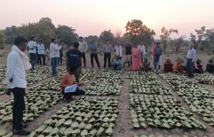 10  हजार 160 तेन्दूपत्ता संग्राहकों के खातों में पहुँची 1.39 करोड़ रुपये से अधिक की बोनस राशि
