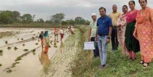  लेही विधि से अंकुरित बीजों को मचाई किए हुए खेतों में ड्रम सीडर एवं छिटकवा विधि से करें बुवाई