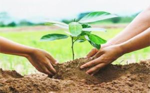  पौधरोपण के बाद फोटो सेल्फी लिंक में अपलोड करने पर मिलेगा फोटोयुक्त सर्टिफिकेट