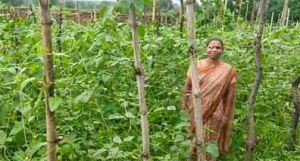  वैज्ञानिक खेती का कमाल : घुटरा की विमला दीदी ने बरबटी उत्पादन में रचा नया कीर्तिमान