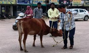 सड़क पर बैठे मवेशियों को पकड़कर गौठान भेज रही निगम की रोका-छेका टीम