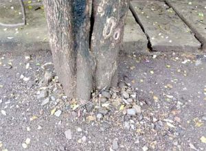70 से अधिक विभागीय टीमों ने संभाला मोर्चा, शहर भर में एक साथ चल रहा है ट्री गार्ड हटाओ अभियान