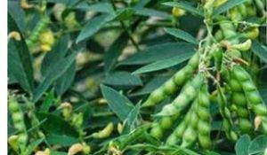  धान और अरहर फसल में किसान रखें विशेष सावधानी
