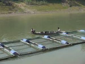  केज कल्चर से बढ़ेगा मछली उत्पादन, बीमारी की त्वरित पहचान पर जोर 