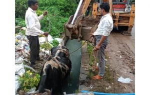  जनशिकायत मिलते ही निगम टीम ने नाली में गिरी गाय को निकाला