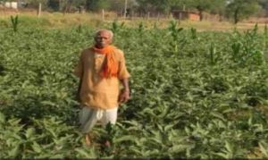  धान की पारंपरिक खेती से आगे बढ़कर फागूराम ने अपनाई ग्राफ्टेड बैंगन की खेती, मुनाफे में हुई 20 हजार रुपये की बढ़ोतरी