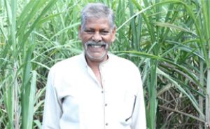 गन्ने की खेती से बढ़ रही किसानों की आय
