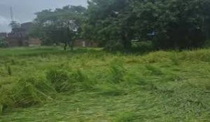 अर्नब चक्रवात के कारण बीमित फसल में नुकसान होने पर टोल फ्री नंबर 14447 पर सूचना दे 