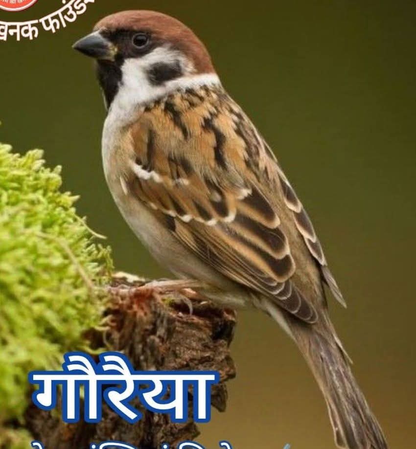 रूठी हमसे क्यों गौरैया... रूठी हमसे क्यों गौरैया...