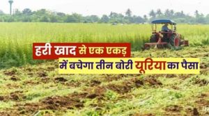   हरी खाद- खेती में बढ़ेगा उत्पादन, मिट्टी की सेहत होगी बेहतर