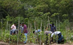  मियावकी वन तकनीक से हरित छत्तीसगढ़ की ओर बढ़ते कदम