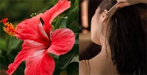 गुड़हल के फूल से बनाएं हेयर मास्क गुड़हल के फूल से बनाएं हेयर मास्क