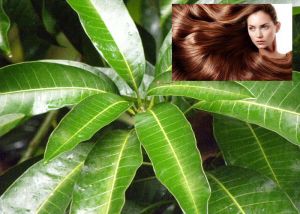  बालों को घना और चमकदार बनाने के लिए ऐसे करें आम की पत्तियों का प्रयोग, मिलेंगे कई और फायदे