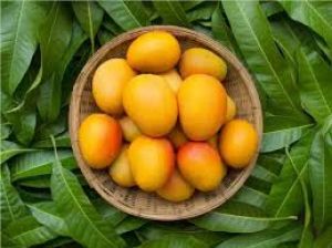  बच्चे को रोज खिलाएं 1 आम, दिमाग और हड्डियों का होगा विकास