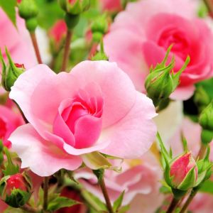  खूबसूरत गुलाब में छिपा है कई रोगों का इलाज... ऐसे करें इस्तेमाल